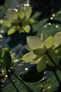 Close-up of fresh green leaves