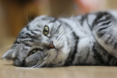 Close-up of cat sleeping