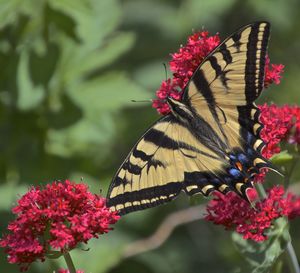 Close-up of butterfly perching on flower