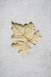 Close-up of autumn leaf on wall