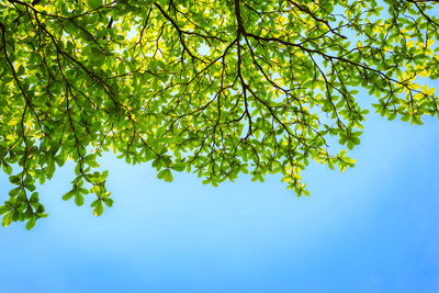 Low angle view of tree against clear blue sky