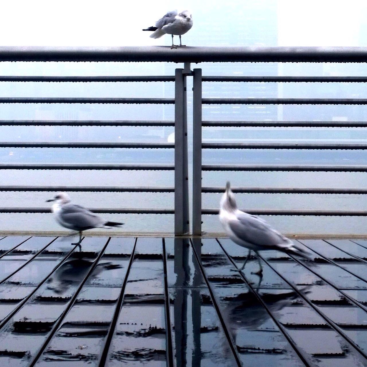 bird, animal themes, animals in the wild, wildlife, perching, one animal, pigeon, low angle view, railing, seagull, built structure, building exterior, full length, day, architecture, outdoors, two animals, zoology, no people, focus on foreground