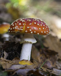 Close-up of fly agaric mushroom on field