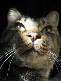 Close-up portrait of cat