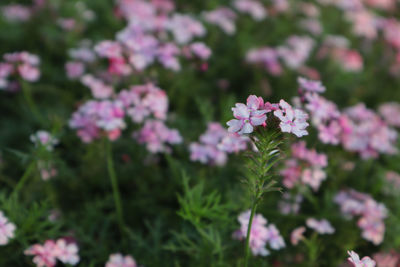 Close-up of pink flowering plants on field