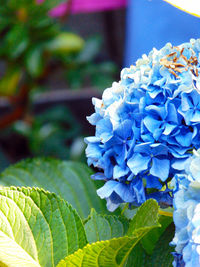 Close-up of purple hydrangea plant