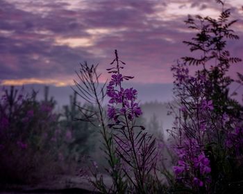 Scenic view of pink flowering plants against sky during sunset