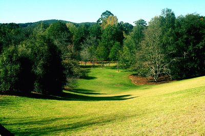 Scenic view of grassy field