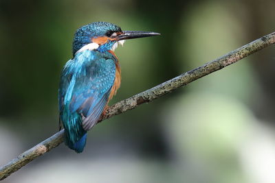 Close-up of bird perching on branch