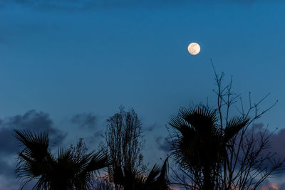 Low angle view of silhouette tree against sky at night