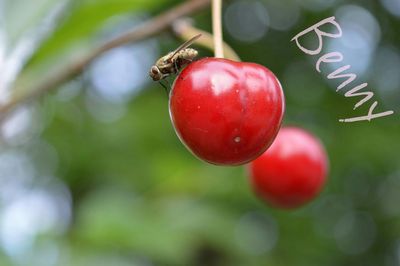 Close-up of red leaves against blurred background