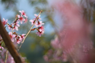 Close-up of pink cherry blossoms in spring