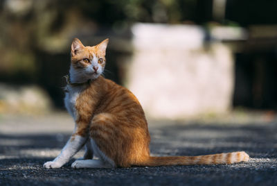 Ginger cat looking away while sitting on road