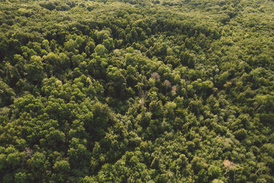 Full frame shot of trees in forest