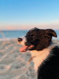 Close-up of dog on beach