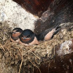 Close-up of birds in nest