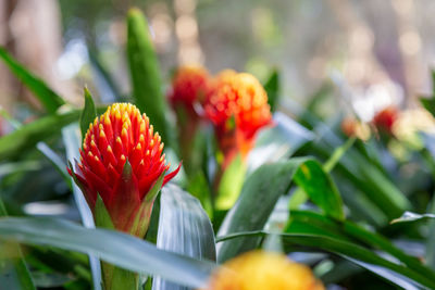 Close-up of red flowering plant