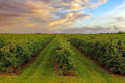 Scenic view of vineyard against sky