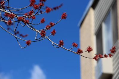 Low angle view of flower tree
