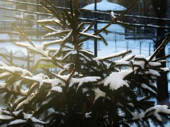 Close-up of birds swimming on snow