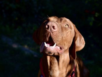 Vizsla dog looking up