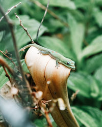 Close-up of a lizard on land