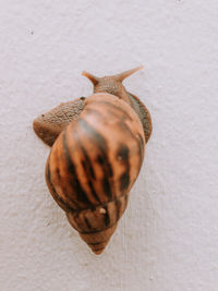 High angle view of shell on wall