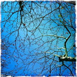 Low angle view of bare trees against blue sky