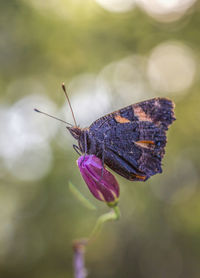 Close-up of butterfly pollinating on purple flower