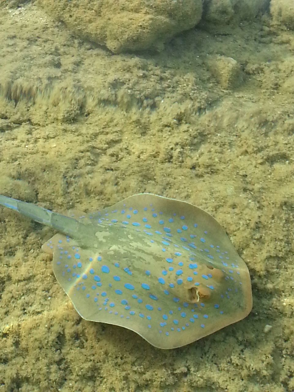 sea life, one animal, sand, animal themes, nature, underwater, fish, no people, animals in the wild, sea, undersea, animal wildlife, beach, day, water, close-up, outdoors, beauty in nature