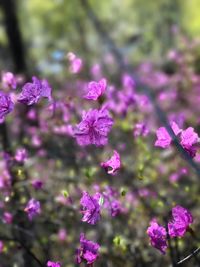 Close-up of pink flowers blooming outdoors