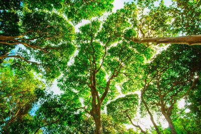 Low angle view of trees in forest