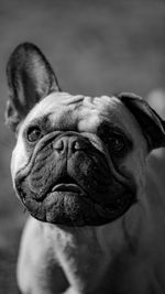 Close-up of french bulldog