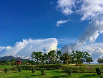 Trees on field against sky