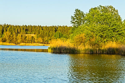 Scenic view of lake in forest against clear sky