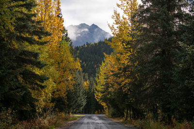 Forest service road in alaskan mountains