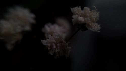 Close-up of cherry blossom