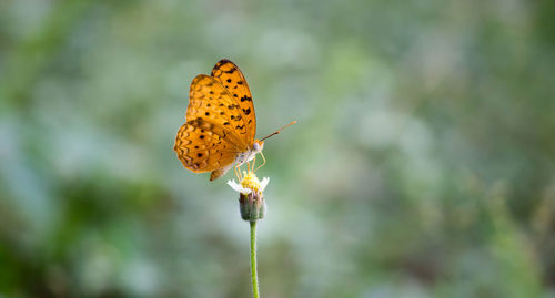 Close-up of butterfly pollinating on flower