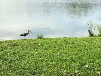View of bird on grass by lake