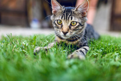 Portrait of cat sitting on grass