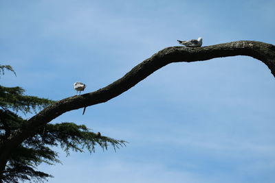 Low angle view of bird perching on tree against sky