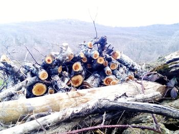 Stack of logs in forest