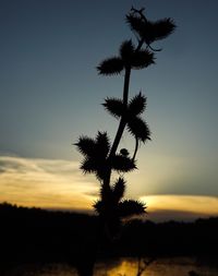 Low angle view of silhouette trees against sky during sunset