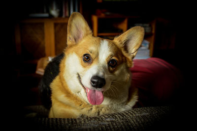 Close-up portrait of dog sitting at home