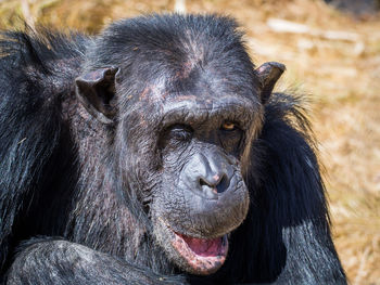 Close-up portrait of chimpanzee winking, zambia, africa