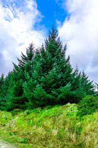 Low angle view of tree on field against sky