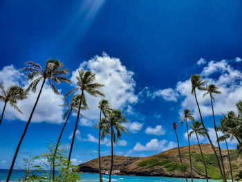 Low angle view of coconut palm trees against blue sky