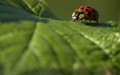 Close-up of ladybug on leaf