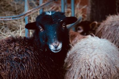 Close-up portrait of sheep