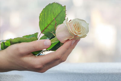 Close-up of hand holding flower